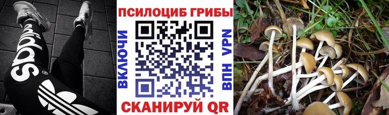 Галлюциногенные грибы Cubensis  мориарти как зайти  Новороссийск 